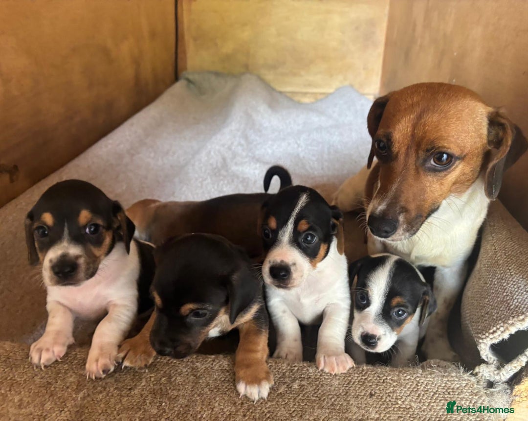 Jack Russell dogs for sale: 5 Beautiful miniature Short legged Jack Russell’s  - Image 12
