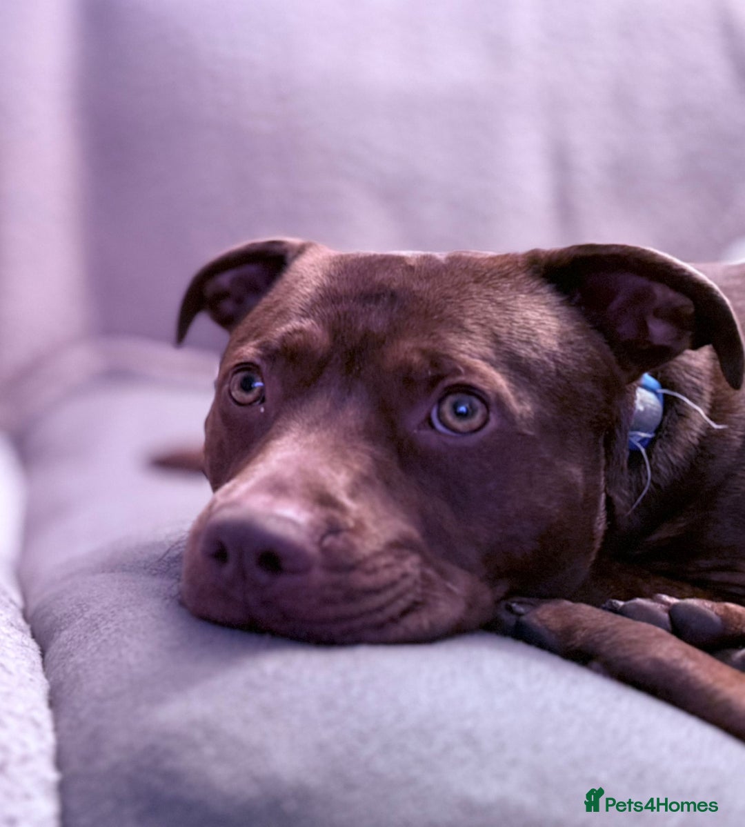 Staffordshire Bull Terrier dogs for stud: Quality STUD carries blue, red and tri gene  - Advert 18