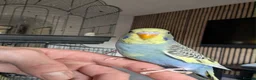 Budgerigars birds for sale: Budgie chicks  in Milton Keynes - Advert 8