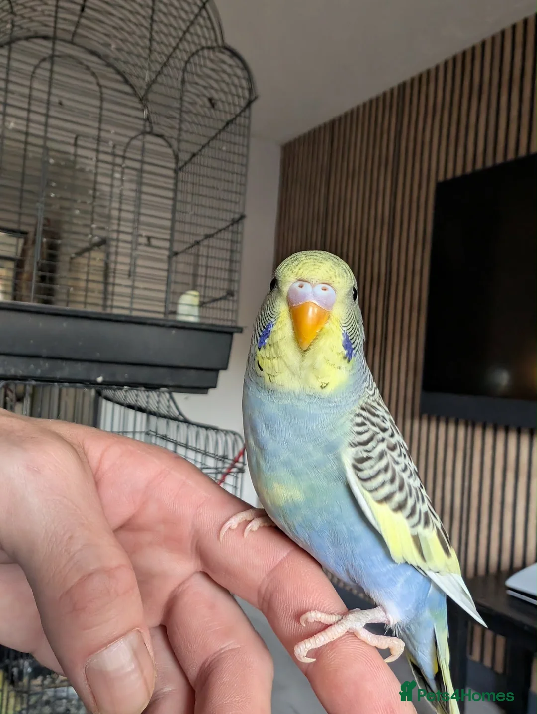 Budgerigars birds for sale: Budgie chicks  in Milton Keynes - Advert 8