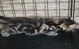 Siberian cats for sale: Beautiful Siberian x BSH kittens  - Image 20