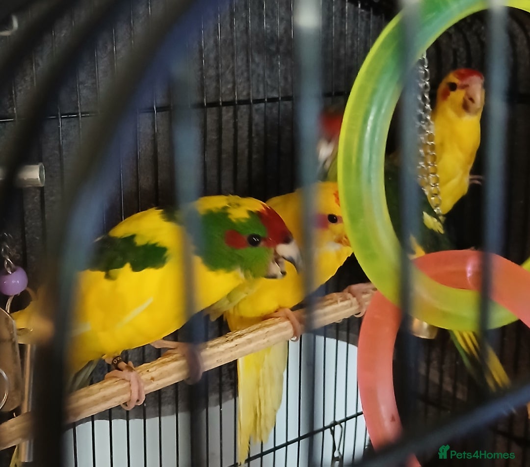 Parakeets birds for sale: Kakariki's Handreard kakariki's  - Image 5