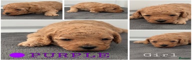 Purple Puppy 