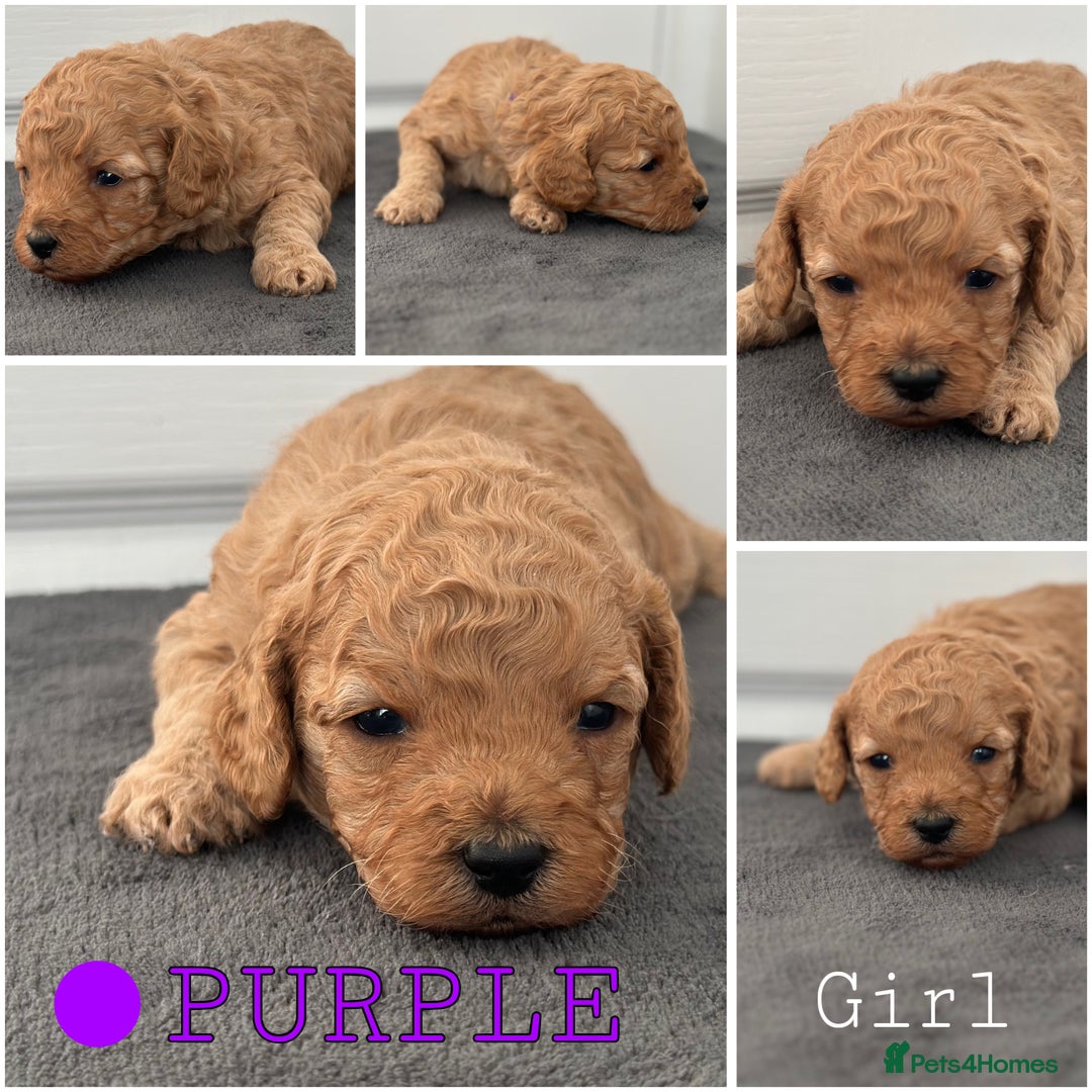 Mixed Breed dogs for sale: Cavapoo x Cockapoo puppies  - Advert 4