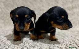 Dachshund dogs for sale: Miniature Dachshund sausage dog puppies - Image 8