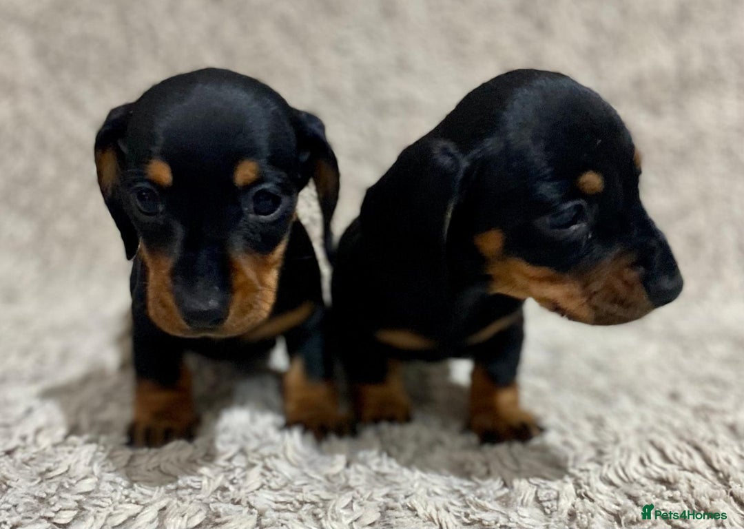 Dachshund dogs for sale: Miniature Dachshund sausage dog puppies - Image 8