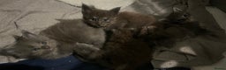 Maine Coon cats for sale: XL Maine coon kittens  - Advert 7