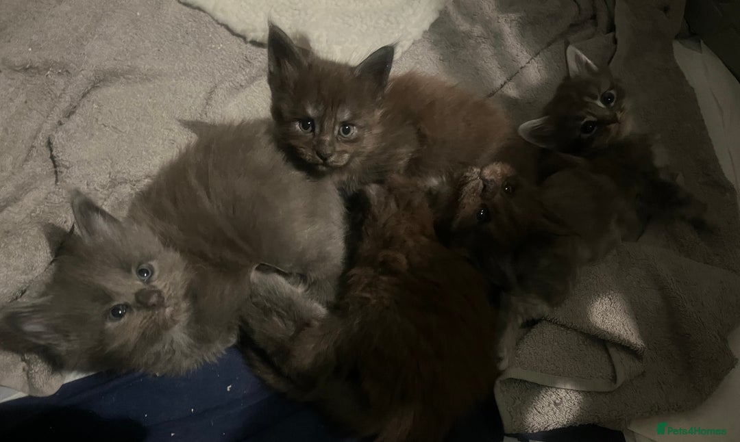 Maine Coon cats for sale: XL Maine coon kittens  - Advert 7