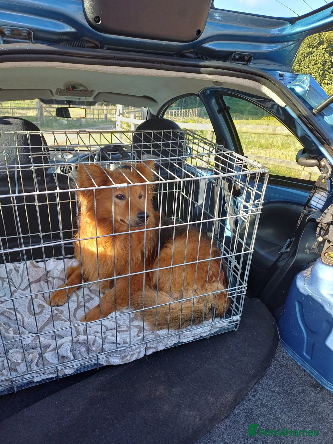 Mixed Breed dogs for adoption: MONTY & DAISY an example of Resilience &Friendship - Image 4