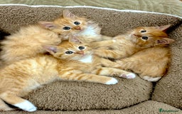 Mixed Breed cats for sale: GORGEOUS SIBERIAN X KITTENS  - Image 1