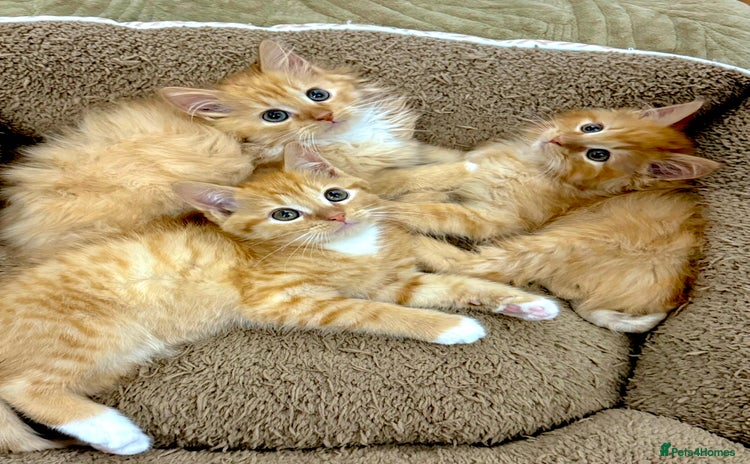 Mixed Breed cats - Advert 2