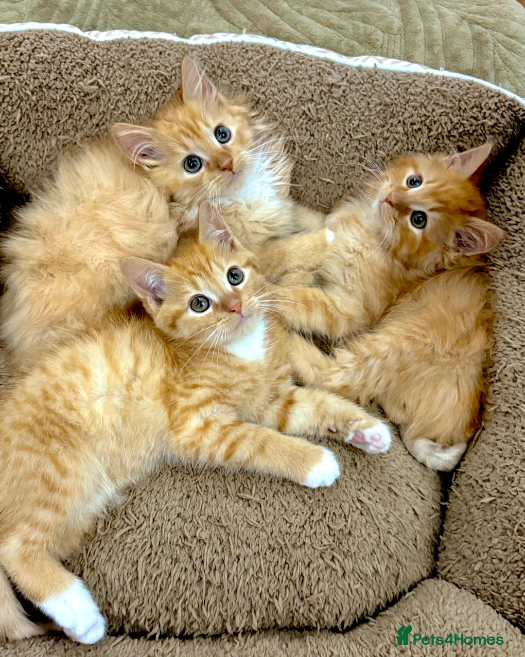 Mixed Breed cats for sale: GORGEOUS SIBERIAN X KITTENS  - Image 1