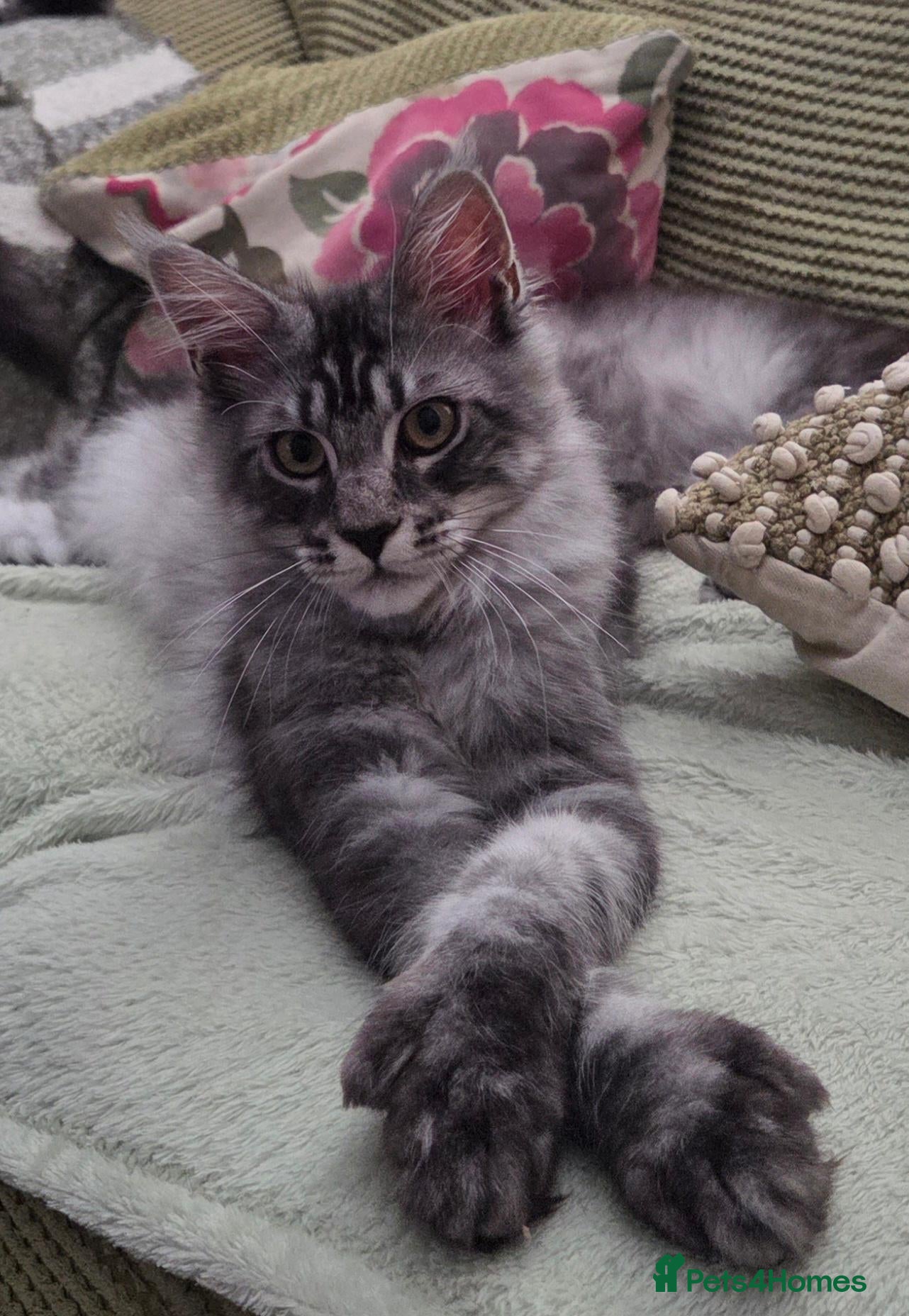 Maine Coon cats Tica reg maine coon. Poly. - Advert 13