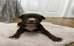 American Bull Staffy dogs for sale: Staffy Bull Puppies - Image 2