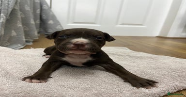 American Bull Staffy dogs - Advert 2
