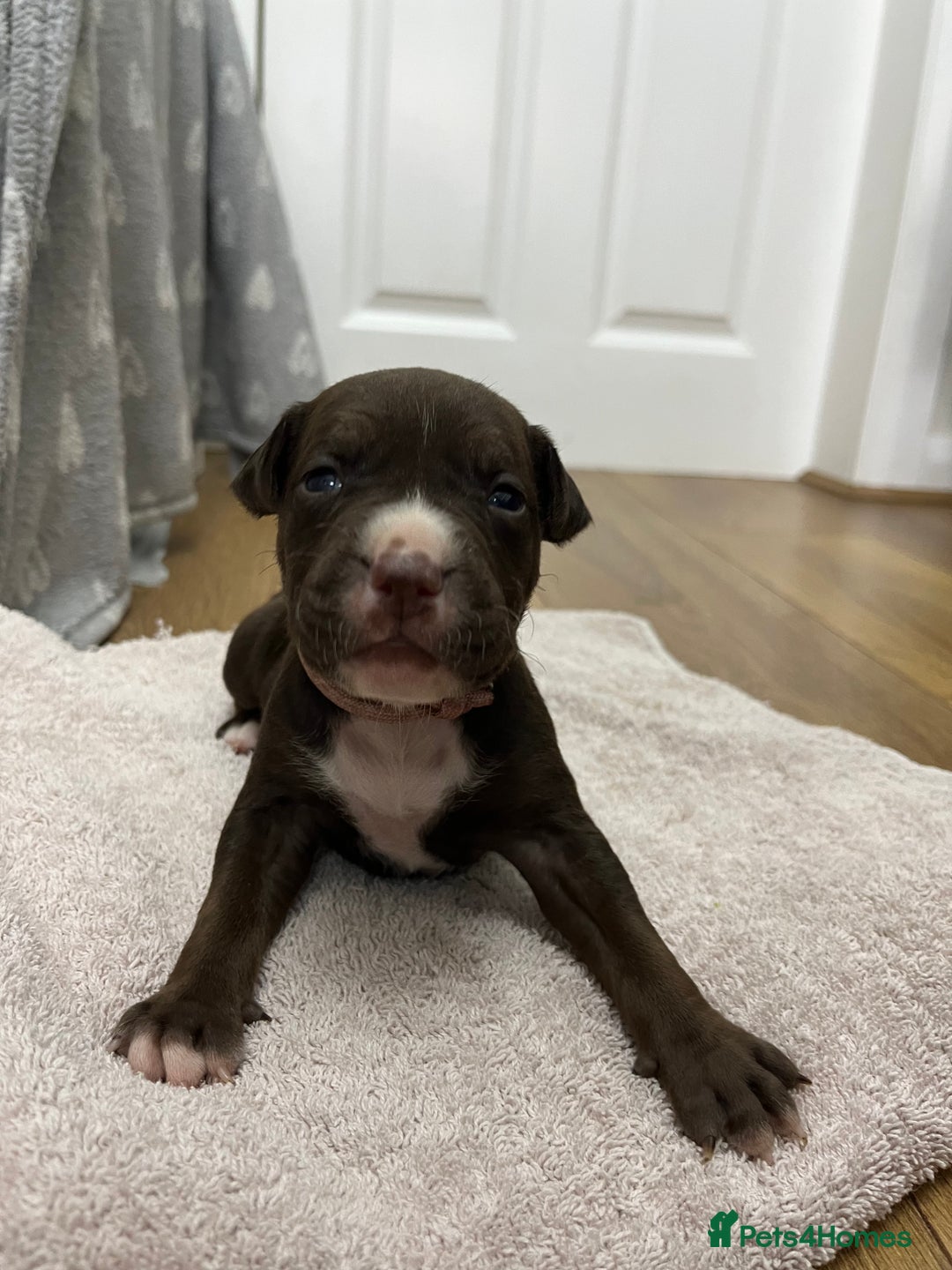 American Bull Staffy dogs for sale: Staffy Bull Puppies - Image 2