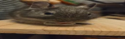 Rat rodents for sale: 2 female degus - Advert 4