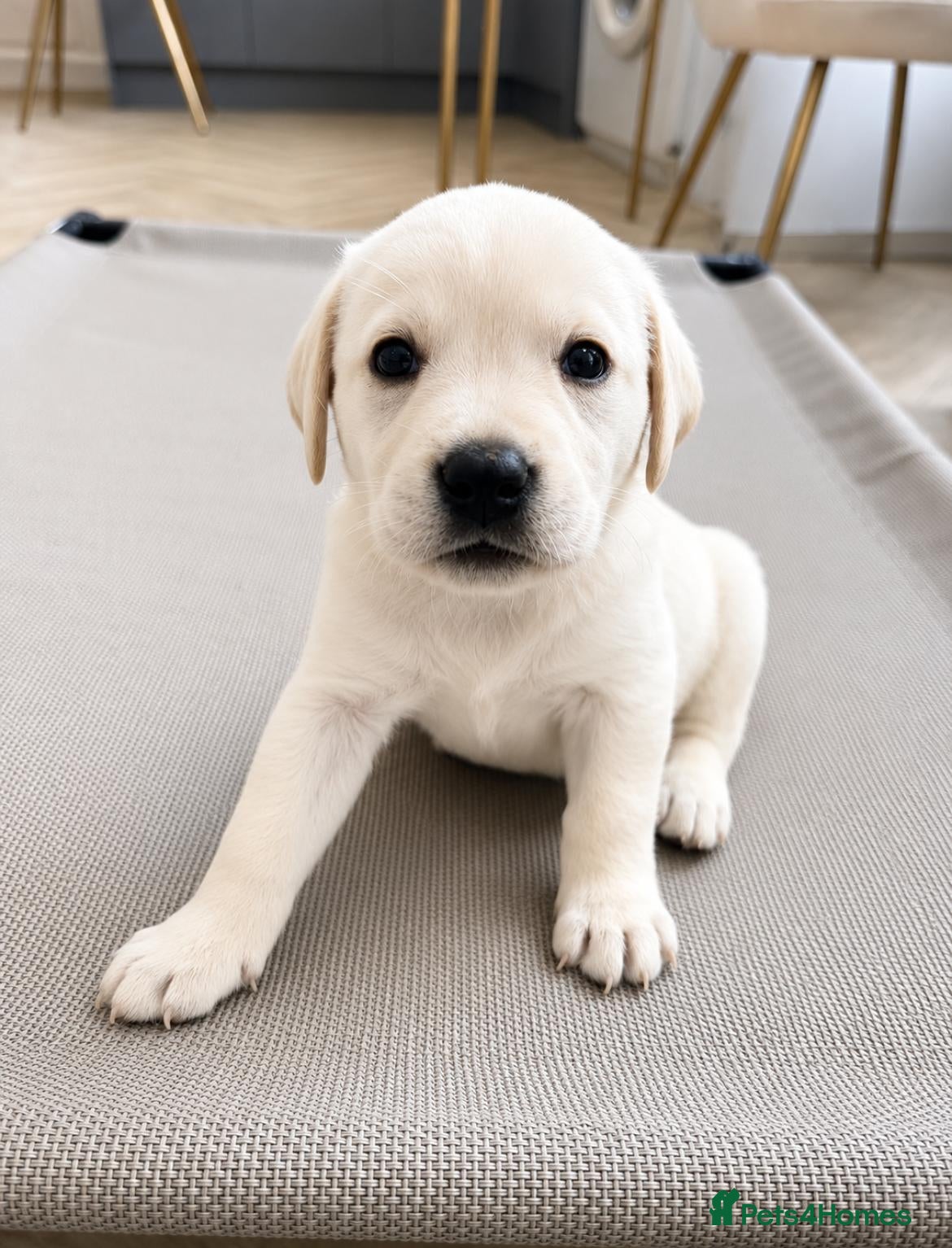 Labrador Retriever dogs Trained Labradors  - Advert 1