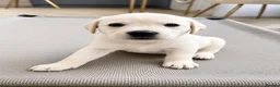 Labrador Retriever dogs for sale: Trained Labradors  - Advert 1