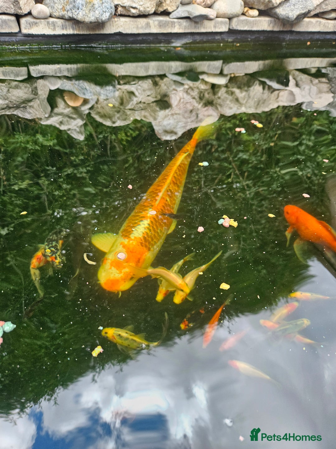 Shubunkins fish for sale: Shubunkins Goldfish  - Image 2