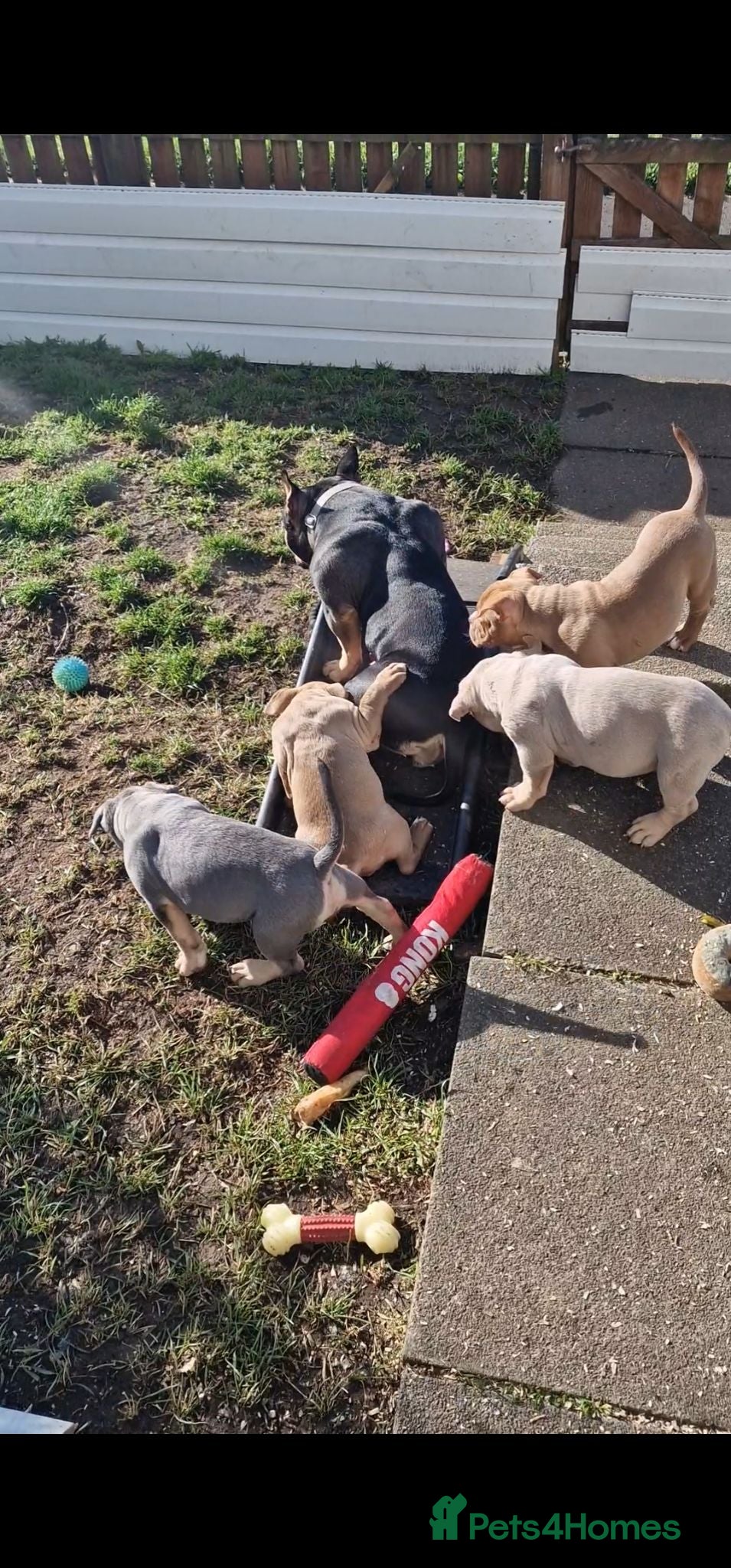 American Bully dogs Pocketbully last girl❤️only 900£ - Advert 2