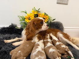 Cavalier King Charles Spaniel dogs - Advert 2