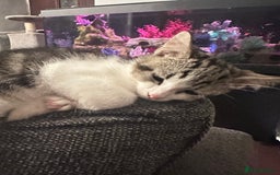 Mixed Breed cats for sale: Kittens for sale - Image 7