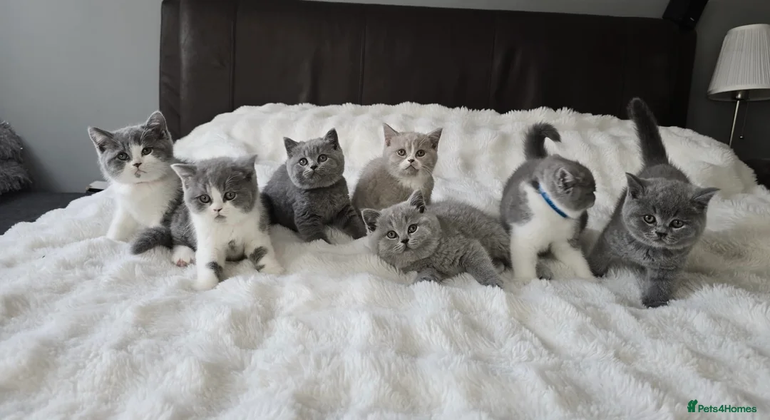 British Shorthair cats for sale: Pedigree Registered British Short Hair Kittens - Advert 13