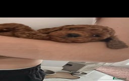 Cockapoo dogs for sale: F2b minature cockapoo  - Image 3
