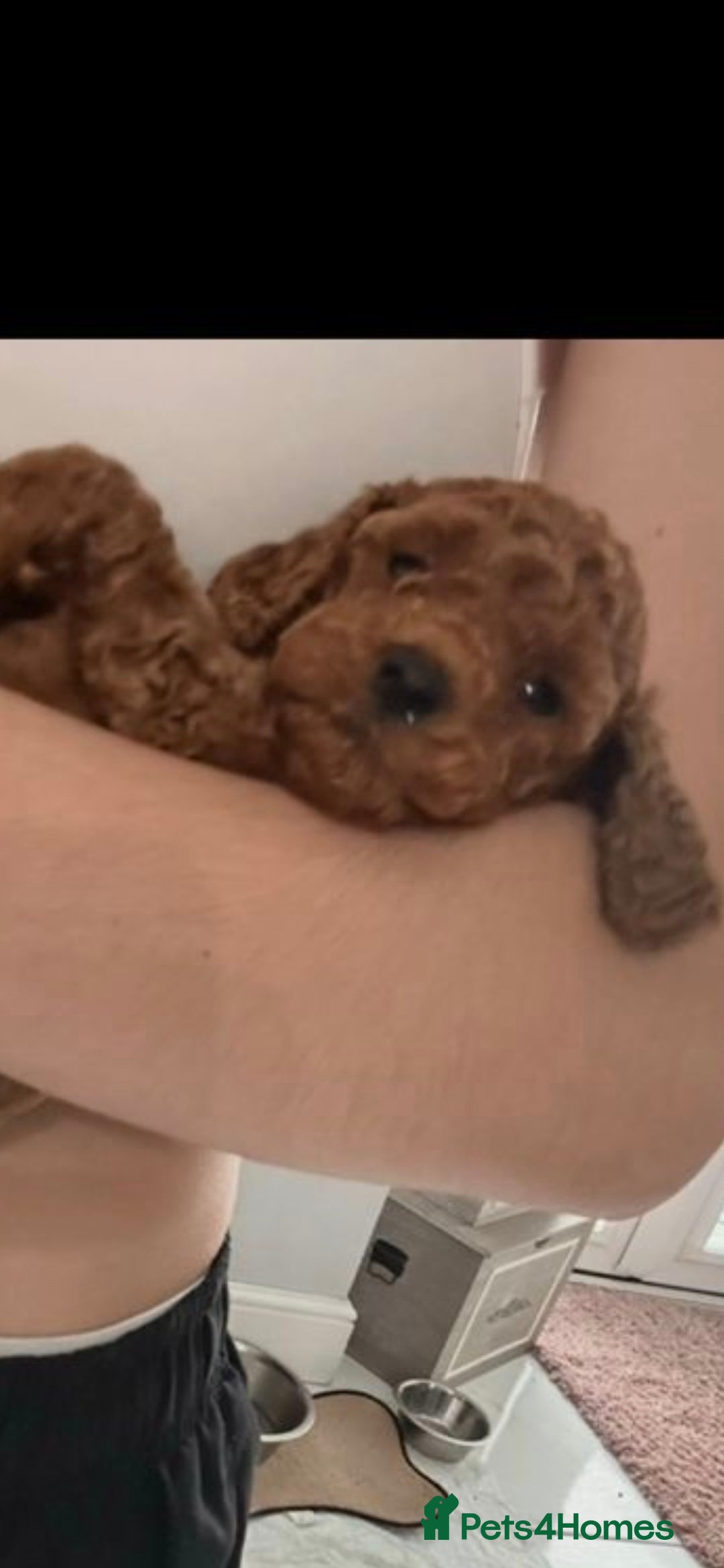 Cockapoo dogs for sale: F2b minature cockapoo  - Image 3
