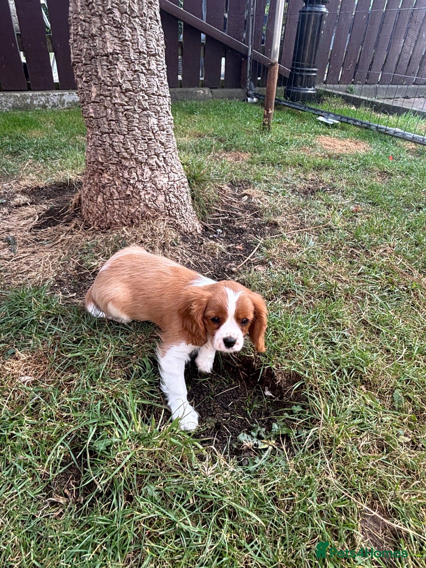 Cavalier King Charles Spaniel dogs Cavalier King Cha - Advert 7