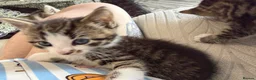 Mixed Breed cats for sale: 4 kittens for sale - Advert 8