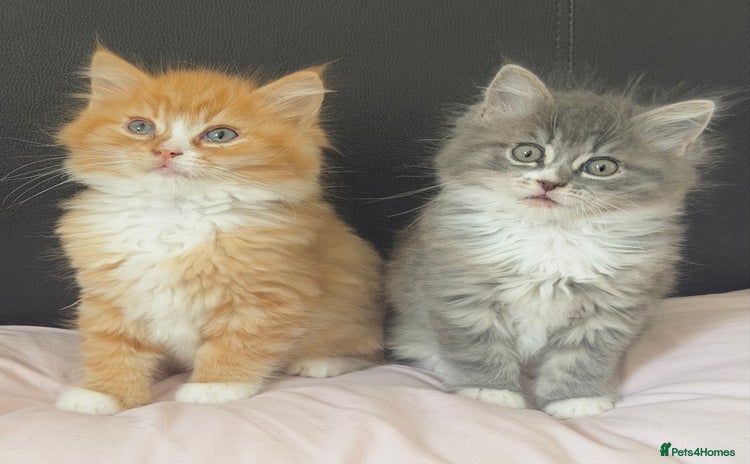 Ragdoll cats - Advert 7