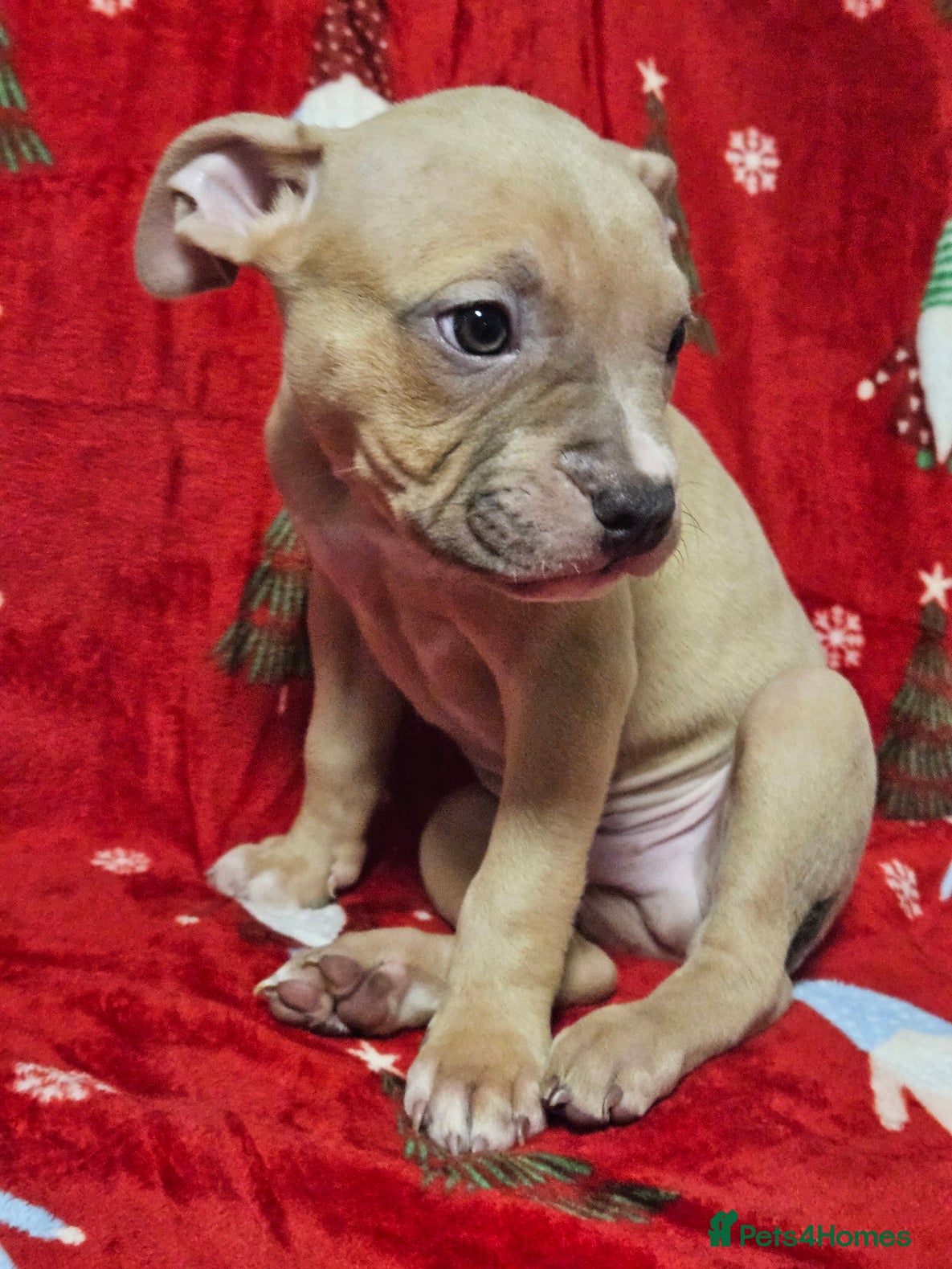 American Bully dogs AmericanBully(ABKC) Standart , Last pup - Advert 2