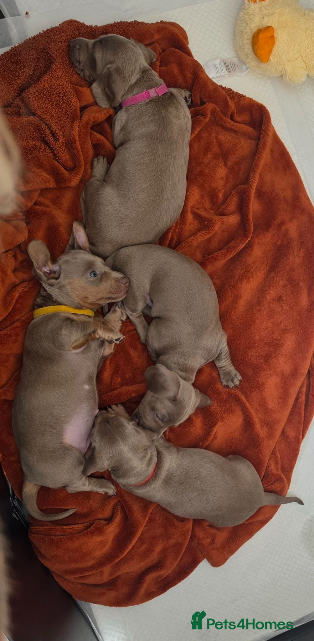 Miniature Dachshund dogs 3 Isabella Dachshund female puppies - Advert 2