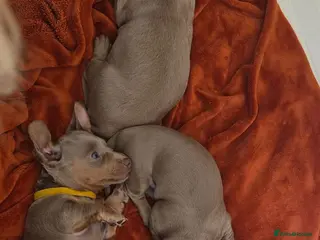 Miniature Dachshund dogs 3 Isabella Dachshund female puppies - Advert 2