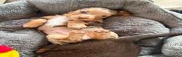 Miniature Dachshund dogs for sale: **LONGHAIRED MINIATURE DACHSHUNDS*** - Advert 12