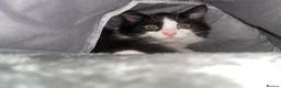 Mixed Breed cats for sale: Cat for sale - Advert 5