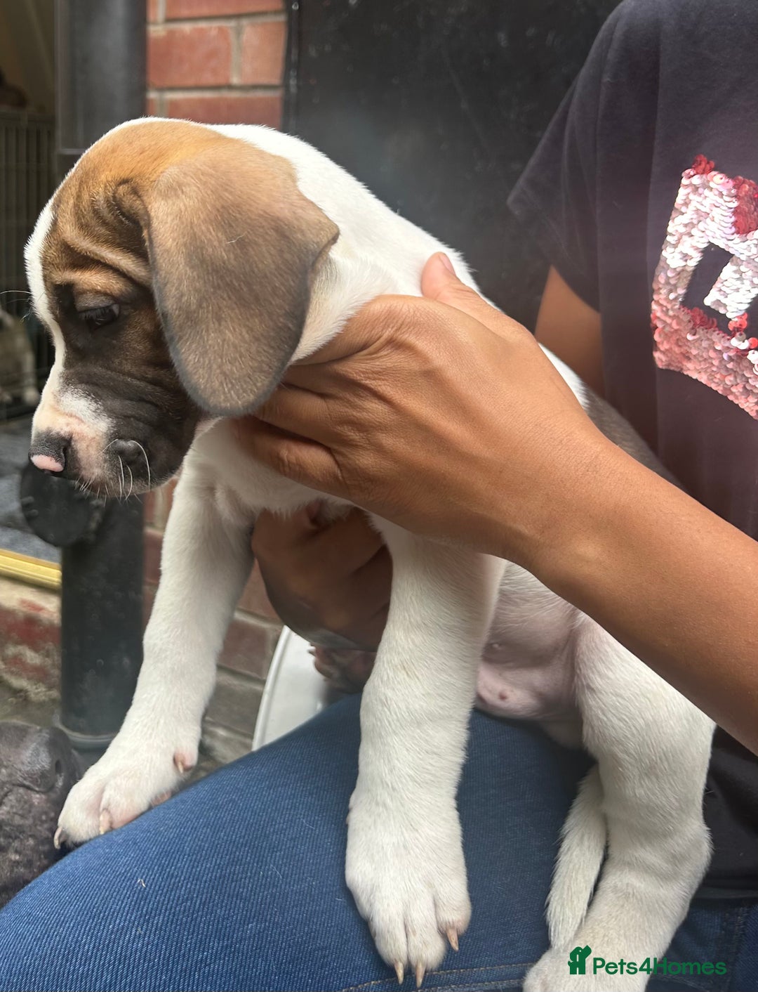 Mixed Breed dogs for sale: 🐾Cocker-Pie (Mini Hippo)s🐾 - Image 22