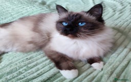 Birman cats for sale: GORGEOUS SEAL PT. ADULT FEMALE - Image 1