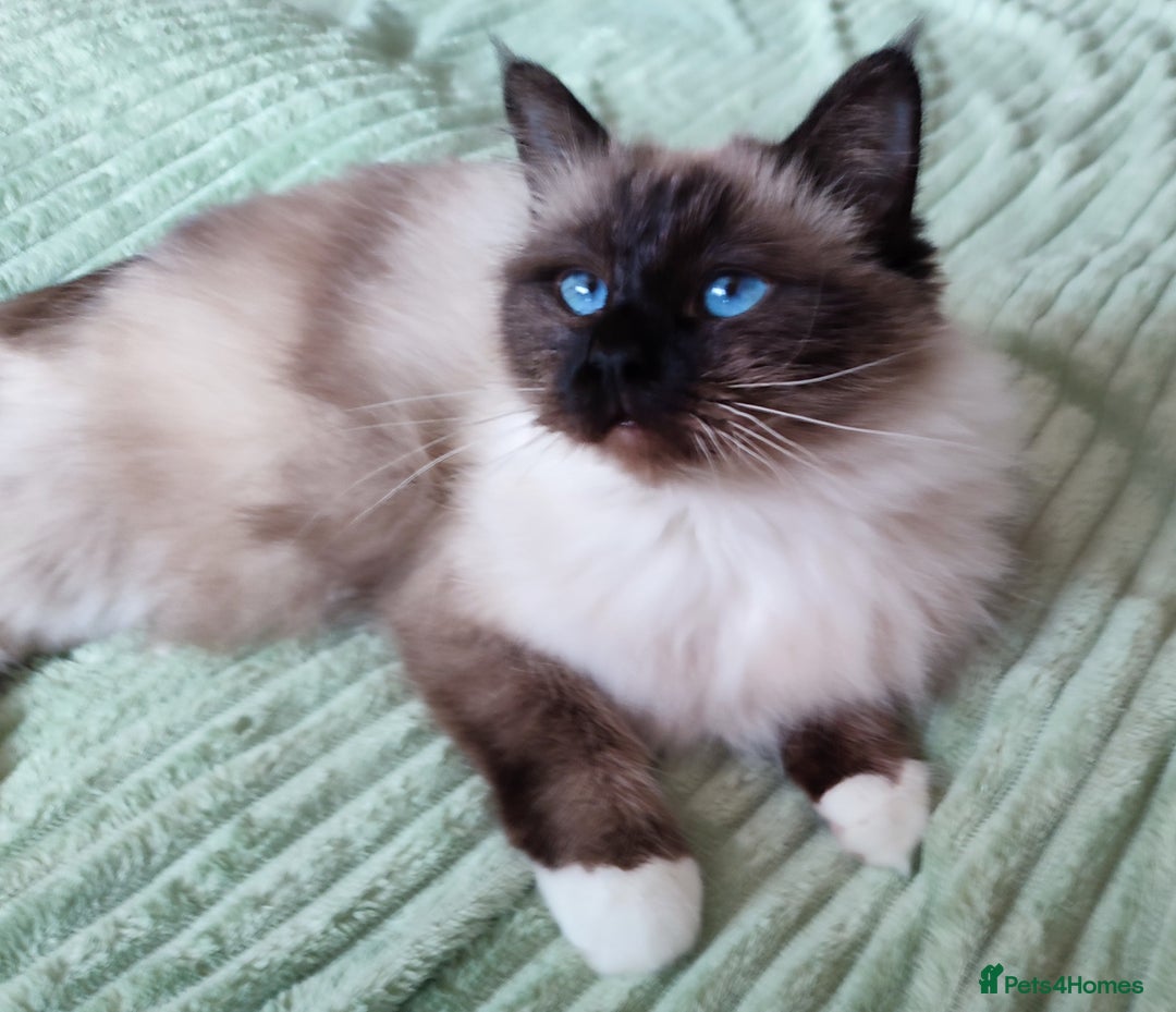 Birman cats for sale: GORGEOUS SEAL PT. ADULT FEMALE - Image 1