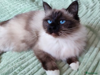Birman cats GORGEOUS SEAL PT. ADULT FEMALE - Advert 2