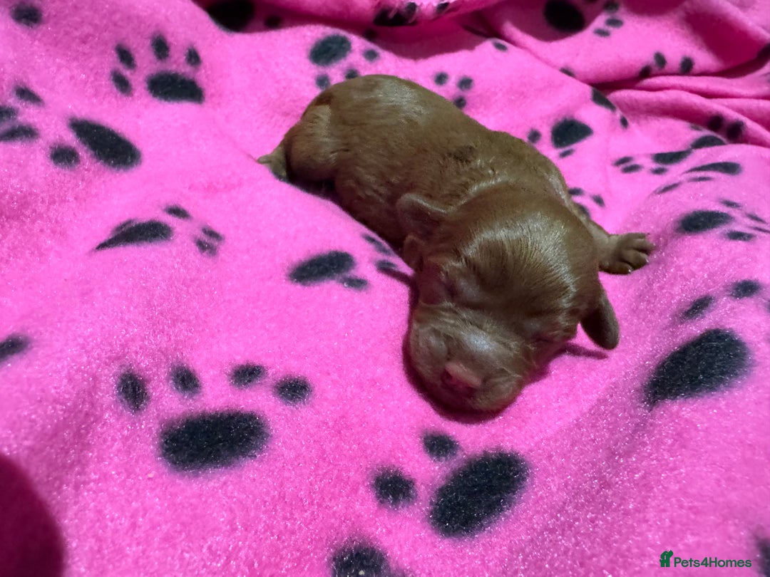 Cavapoo dogs for sale: Beautiful F1b Cavapoo Puppies – Ready Mid February - Advert 9