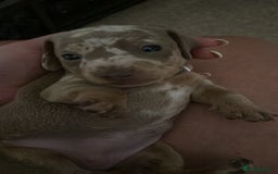 Miniature Dachshund dogs for sale: KC  miniature  dachshunds  - Image 8