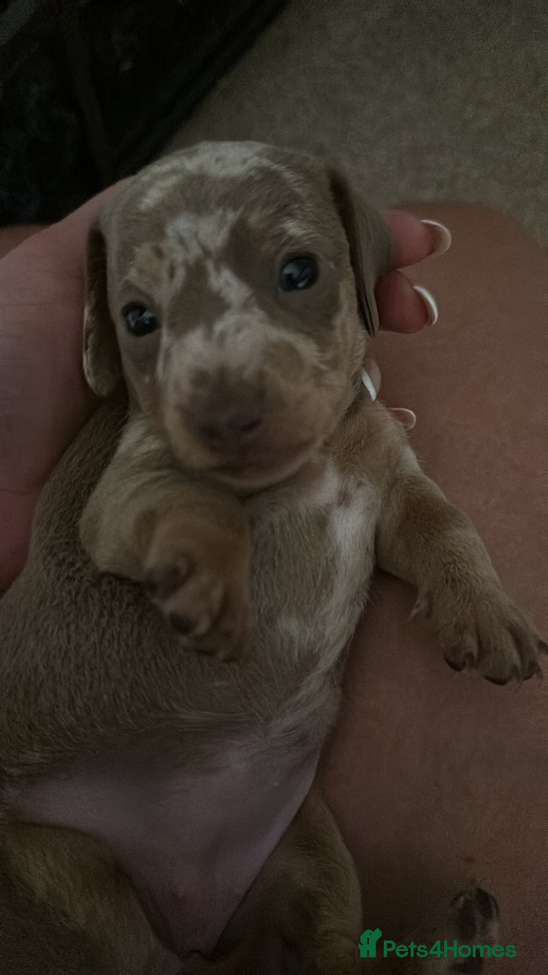 Miniature Dachshund dogs for sale: KC  miniature  dachshunds  - Image 8
