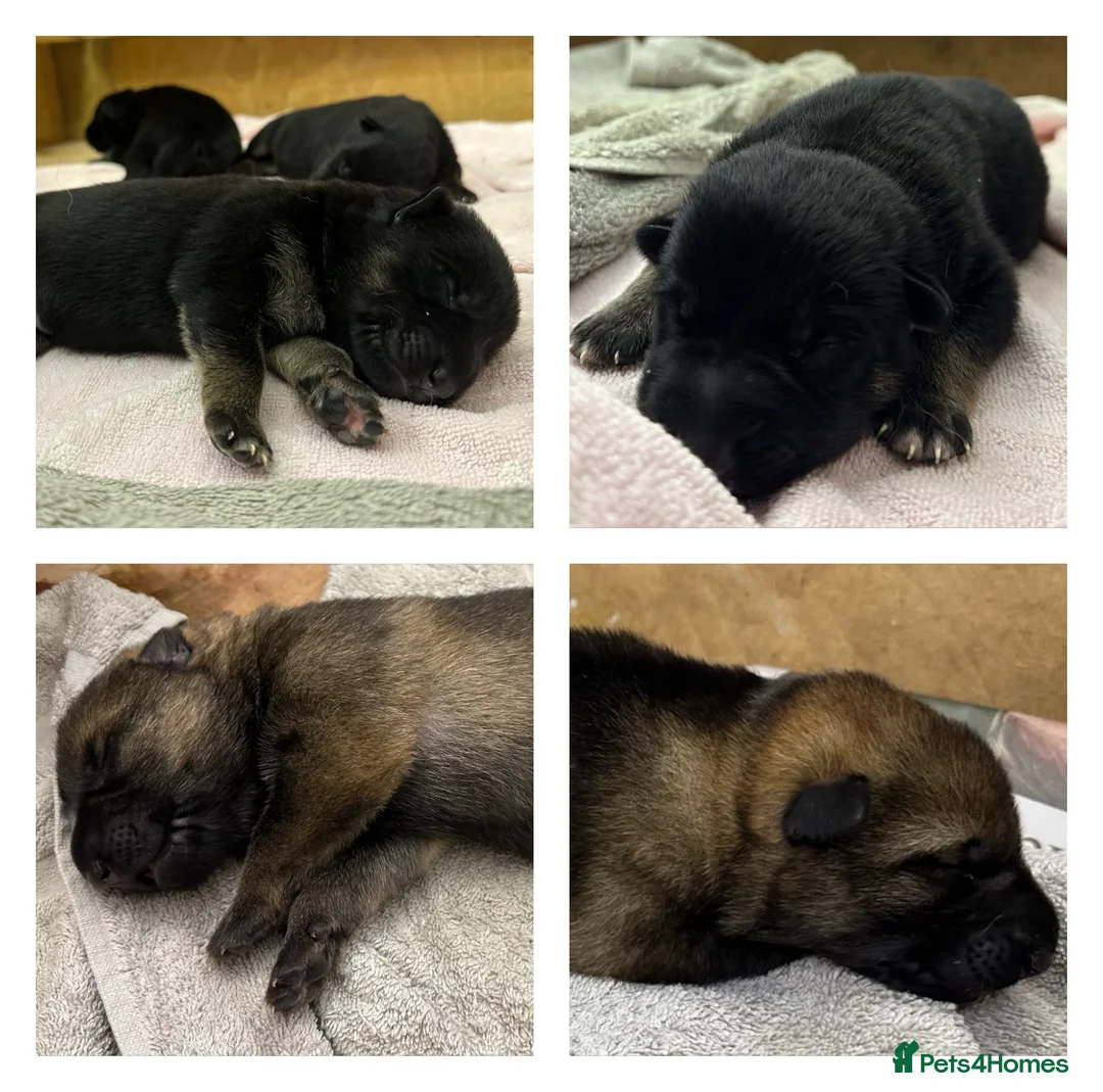 German Shepherd dogs for sale: Stunning KC Registered German Shepherd Puppies   in Spalding - Advert 1