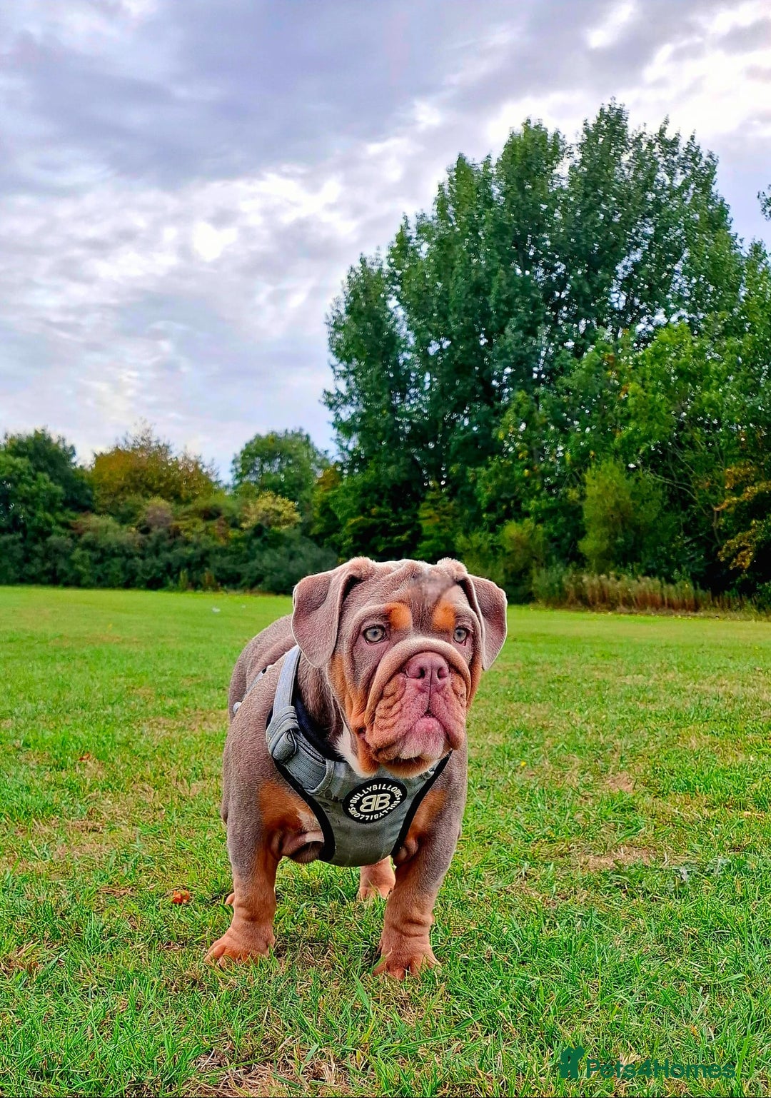 English Bulldog dogs for sale: Kc English bulldog puppy female bible John line - Image 3