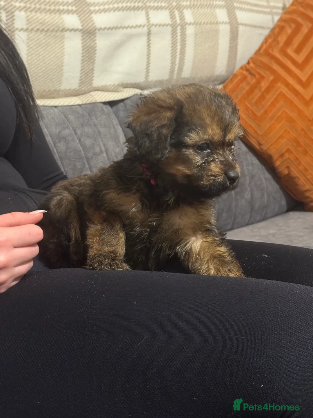 Mixed Breed dogs for sale: Rottweiler cross puppies - Advert 32