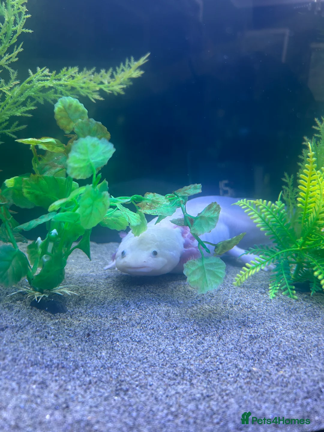 Axolotl reptiles for sale: Male pink Axolotl for sale .  - Advert 2