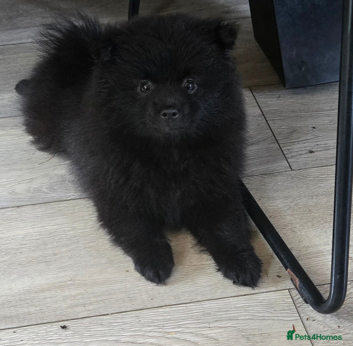 Pomeranian dogs Princess SADIE is available  - Advert 6